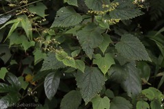 Plectranthus wightii
